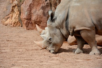 two rhinoceros