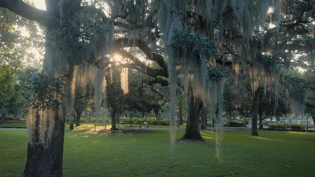 Aerial: Spanish moss on oak trees with sun shining through the trees. Forsyth Park,  Savannah, Georgia, USA.