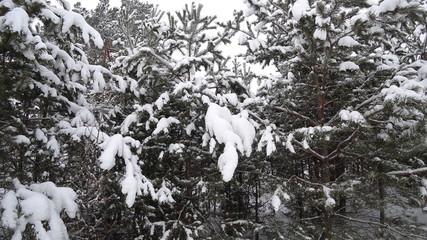 Little pine trees in the snow in winter. The concept of the New Year, Christmas.