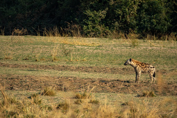 Hyena stopped looking to the left of the frame