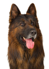 Long-haired German shepherd dog portrait studio isolated on white background