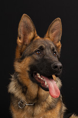 German shepherd dog portrait on black background