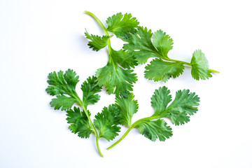 Coriander leaves isolated on a white background, are a popular vegetable for cooking.