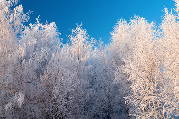 Winter landscape with snowy trees and blue sky
