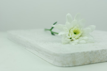 alone white flower on white wood background
