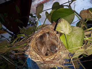 Nest of brown 🐦