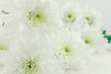 Obraz na płótnie Canvas white flower background