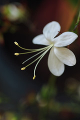 Close-up view of the white flower with tiny long pollen