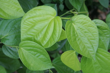 Fototapeta na wymiar Betel-vine leaves background, light green leaves of Piper betel .