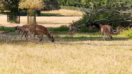 Rehe inmitten eines Wildparks beim Äsen 
