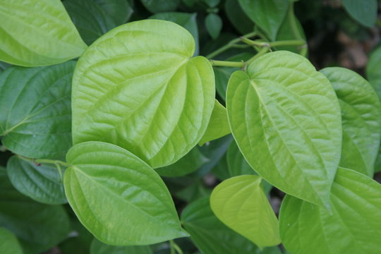 Betel-vine leaves background, light green leaves of Piper betel .