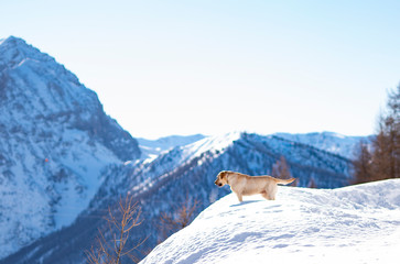 cane da soccorso pronto sulla cresta di una vetta innevata in montagna piemontese