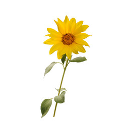 Open sunflower flower on the stem on white background front view