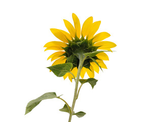 Open sunflower flower on the stem on white background back view