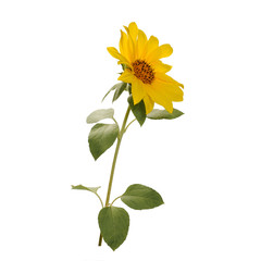 Fototapeta premium Open sunflower flower on the stem with many green leaves on white background front side view
