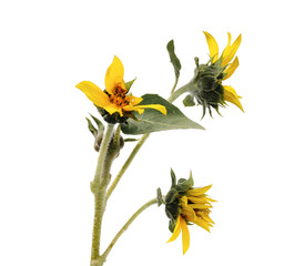 Three half-bloomed sunflower flower on the stem on white background side view