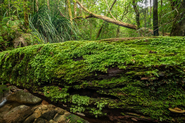 The log covered with moss in the forest