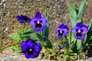 Close up of many delicate blue pansy flowers in full bloom in a sunny spring garden, beautiful outdoor floral background