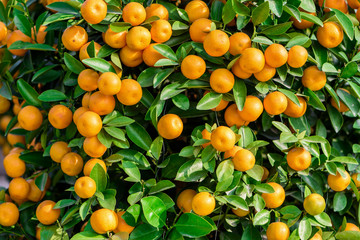 fruitful potting Mandarin oranges, which used as a ornamental plant during  Spring Festival...