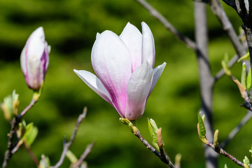 Close up of one delicate white pink magnolia flower in full bloom on a branch in a garden in a sunny spring day, beautiful outdoor floral background