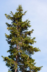 Nadelbaum mit Zapfen im Sommer vor blauem Himmel 