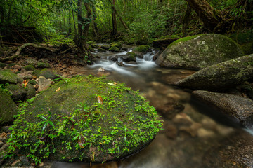 beautiful waterfall in green forest in jungle