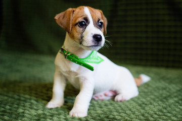 Jack Russell Terrier puppy on a green background