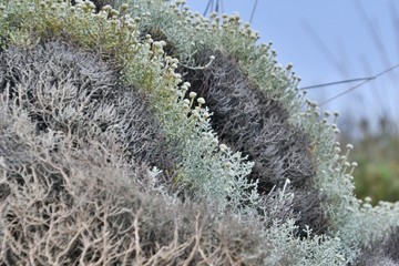 Curved layers of low lying coastal vegetation with tiny white flowers carpet volcanic rocks at Kitty Miller Bay, Phillip Island on the Bass Coast, Gippsland, Victoria, Australia.