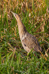 close-up eurasian bittern (botaurus stellaris) walking in green reed grass