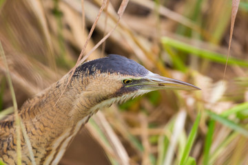 close-up side view eurasian great bittern (botaurus stellaris) in reed grass
