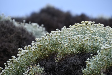 Layers of low lying coastal vegetation with tiny white flowers carpet volcanic rocks at Kitty...