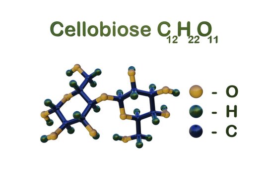 Structural chemical formula and molecular model of cellobiose isolated on white background. Cellobiose exists in all living species, ranging from bacteria to humans. 3d illustration