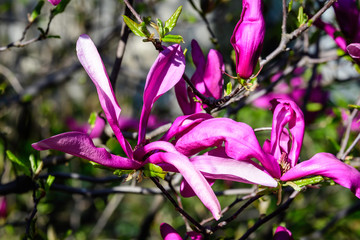 Close up of large delicate dark pink magnolia flowers blossoms on tree branches towards clear blue sky in a garden in a sunny spring day, beautiful outdoor floral background