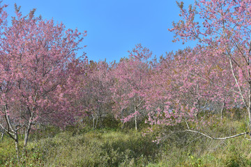 Obraz na płótnie Canvas Beautiful pink sakura Flower at phu lom lo Loei, Thailand., Wild Himalayan Cherry., Prunus cerasoides.
