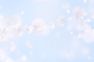 White rose petals fall on blue sky background. Nature flying sakura cherry flower pattern for romantic wedding invitation design.. © Kindlena