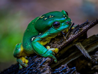 Tree Frog