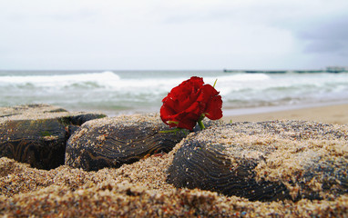 burial at see. Funeral flower, lonely red rose flower at the beach.