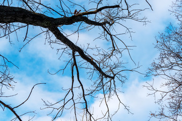 Beautiful abstract natural background. Tree branches on a background of clouds and blue sky. Soft focus.