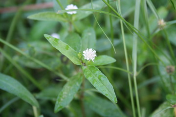 White False daisy flowers and leaves. Another name is White head, Yerbadetajo Herb, Herba Ecliptae, Thailand.