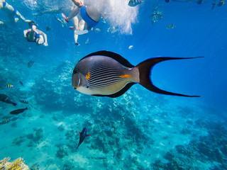 closeup   Acanthurus sohal in Red sea, Egypt
