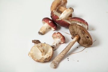 Group of edible mushrooms on white background