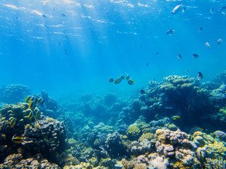  corals and exotic fishes at the bottom of the Red sea. beautiful natural summer background