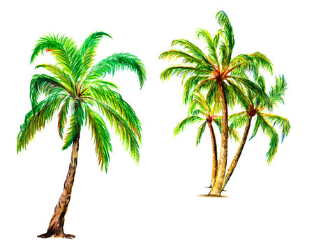 Set of palm trees, tropical plants trees. Watercolor illustration isolated on white background