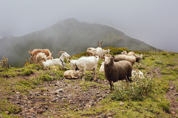 Mountain goats and kazel graze on a pasture in the mountains of Abkhazia