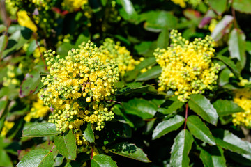 Many small yellow blooms and flowers of Mahonia aquifolium and green leaves on shrubs, in a garden in a sunny spring day, beautiful outdoor floral background photographed with soft focus