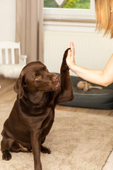brown sweet labrador in a living room