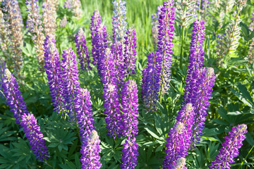 Lupinus field with pink purple and blue flowers in sunny day. A field of lupines. Violet and pink lupin in meadow. Spring background. Colorful bunch of lupines summer flower background or greeting
