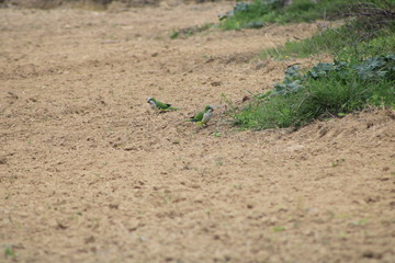 hermosas aves que crecen libre por los campos de mijas españa 