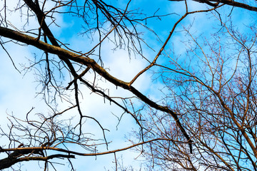 Beautiful abstract natural background. Tree branches on a background of clouds and blue sky. Soft focus.