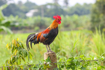 Beautiful male Thai native rooster or cock on cement fence pole with green nature background